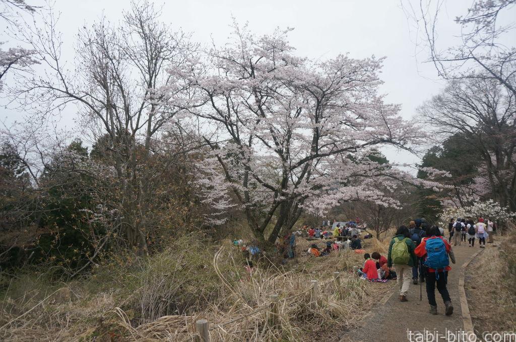 高尾山 桜